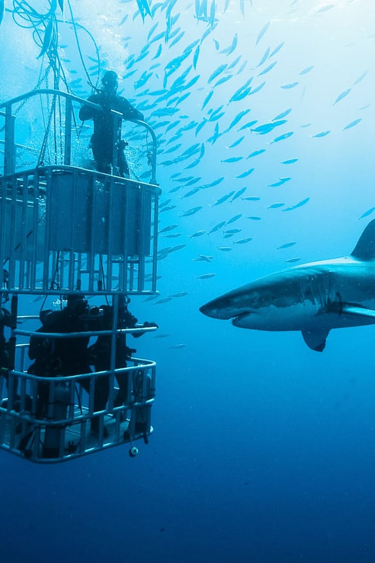 Diving